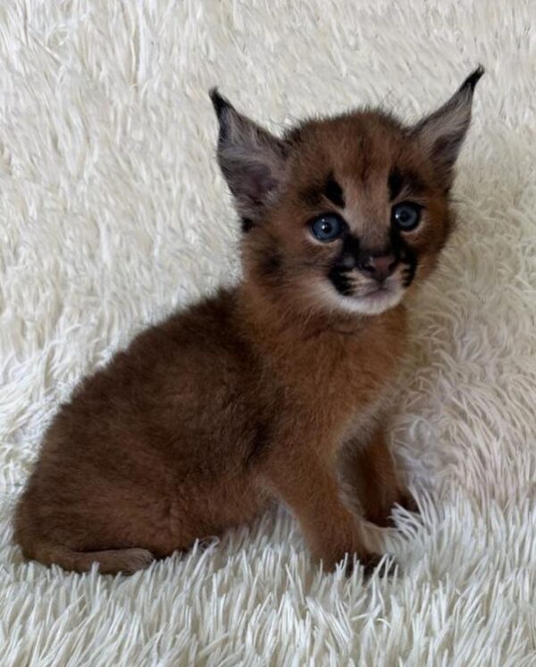 Female Caracal Kitten - Image 2