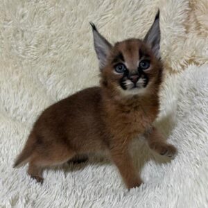 1 month old female caracal kitten