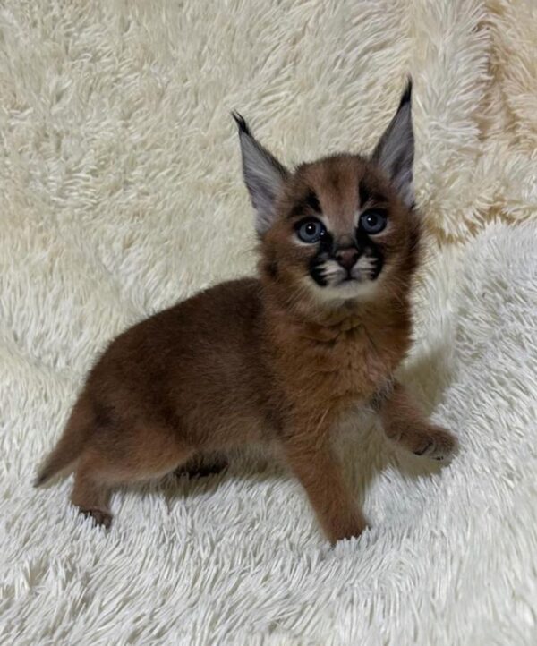 1 month old female caracal kitten