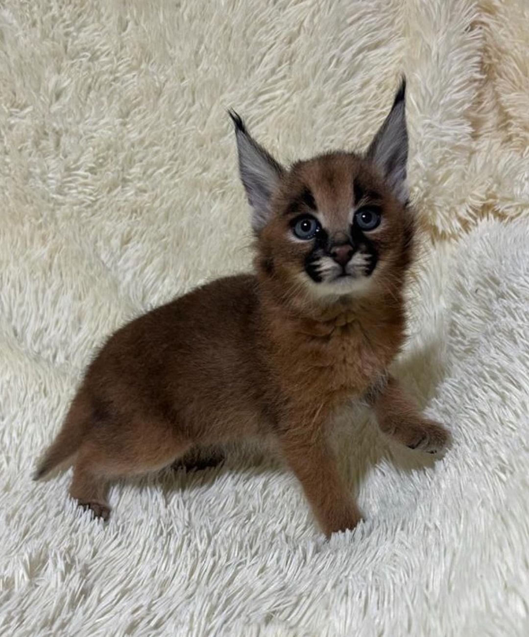 Female Caracal