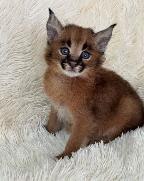 Female Caracal Kitten