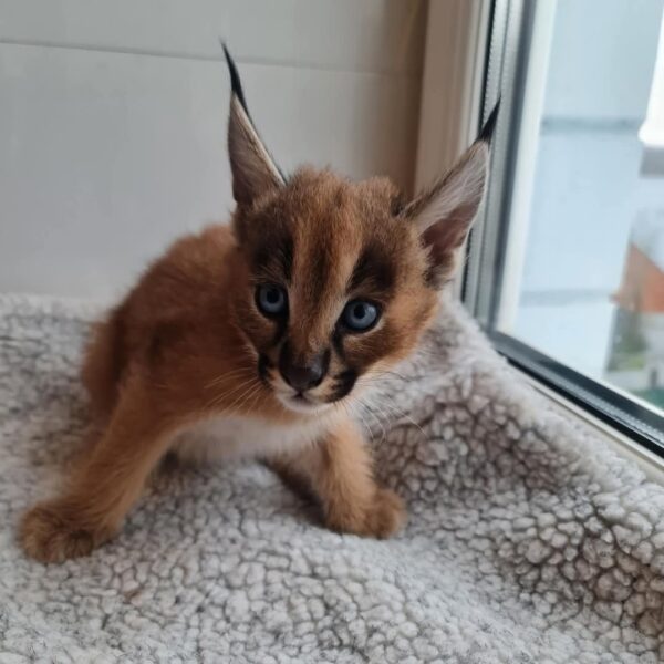 Male Caracal Kitten - Image 2