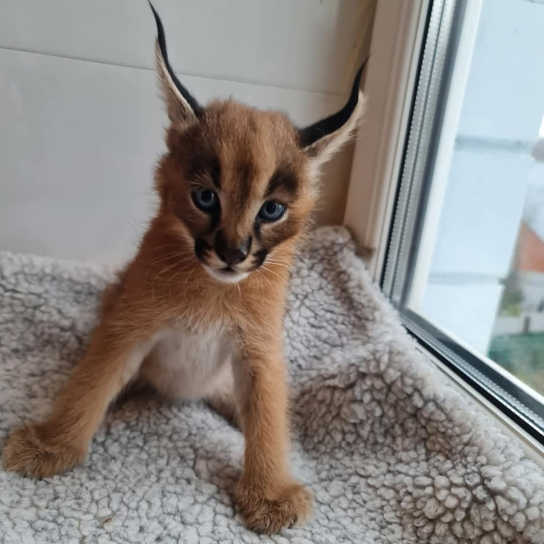 Male Caracal Kitten