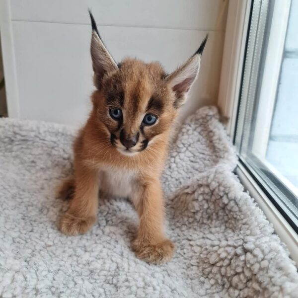 Male Caracal Kitten