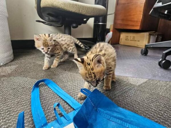 Male Serval Kitten