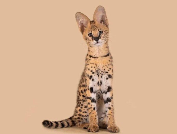 Female Serval Kitten - Image 2