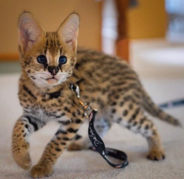 Female Serval Kitten