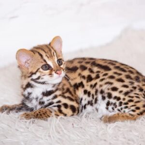 Female Ocelot Kitten