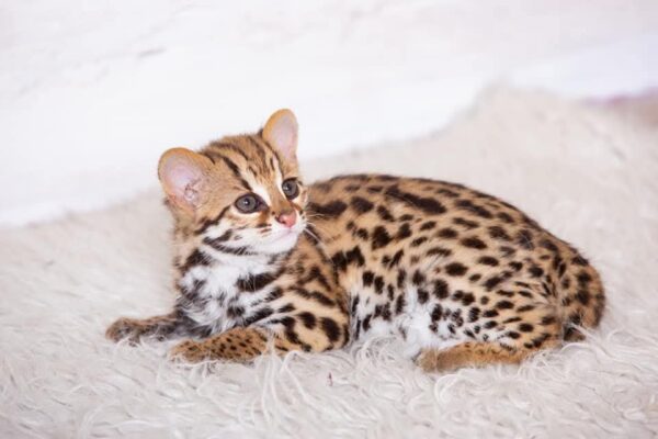 Female Ocelot Kitten