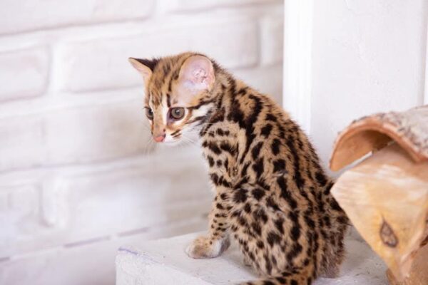 Female Ocelot Kitten