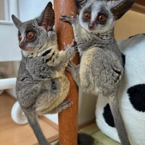 male & female Bush Baby Galagos