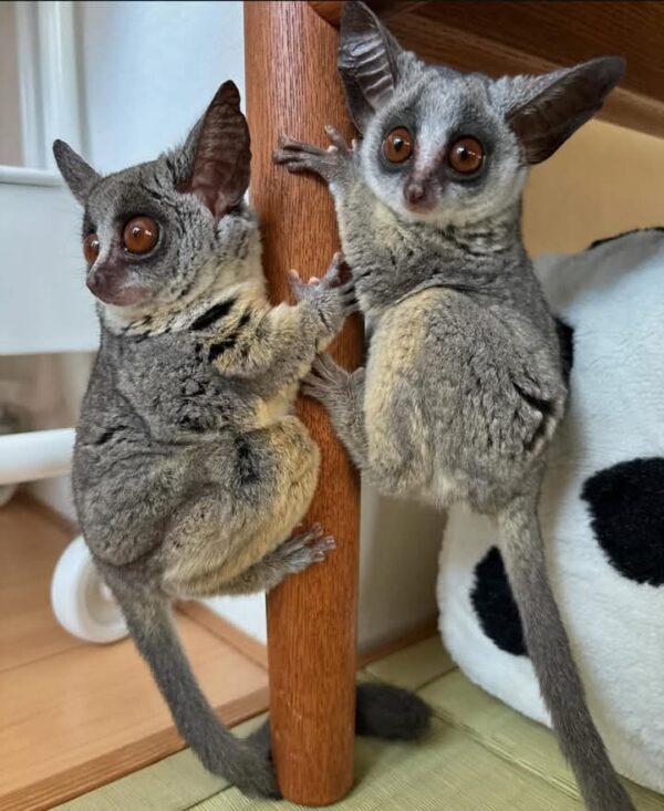 male & female Bush Baby Galagos