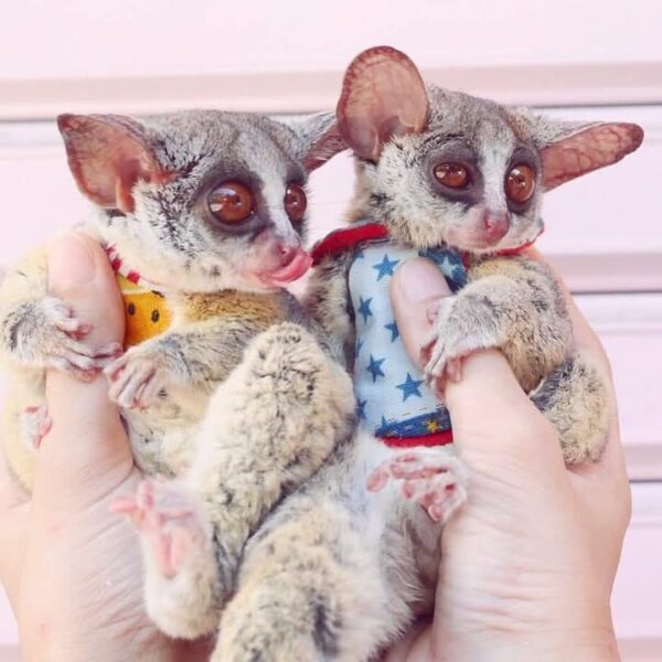 Male & Female Bush Baby Galagos - Image 2