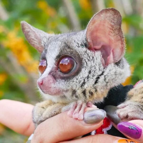 male & female Bush Baby Galagos