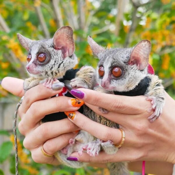 Male & Female Bush Baby Galagos - Image 3