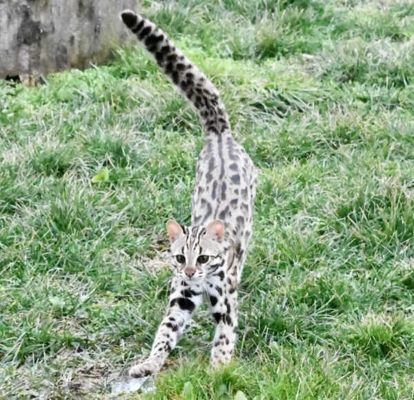 male Ocelot Kitten