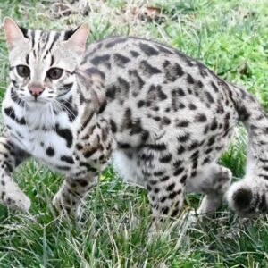 Male Ocelot Kitten