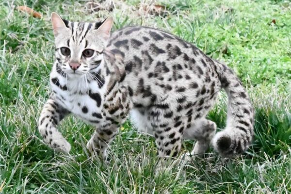 Male Ocelot Kitten