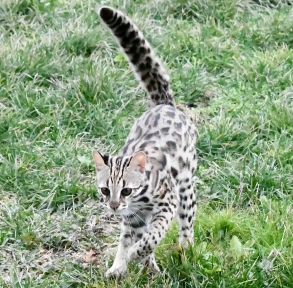 Male Ocelot Kitten - Image 2