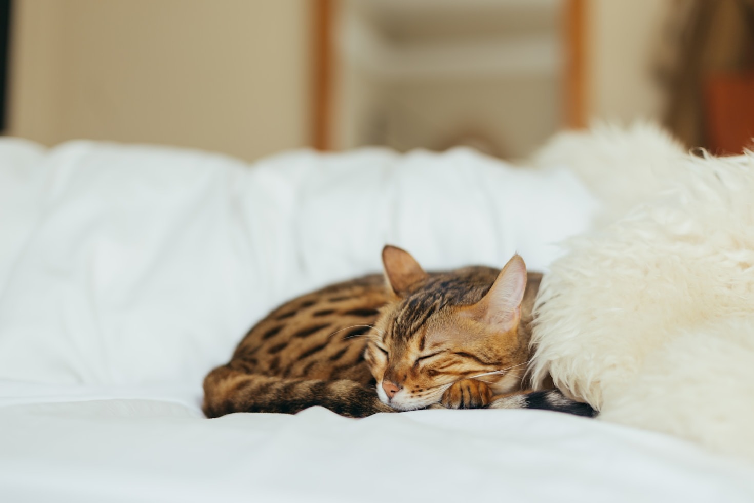 Top Reasons to Adopt an Exotic Cat