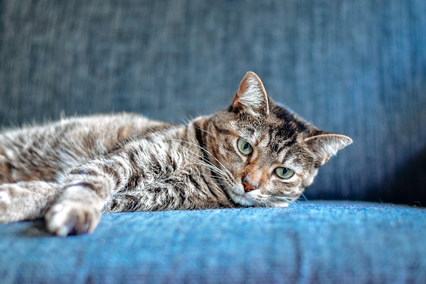 The Unique Beauty of Bengal Cats