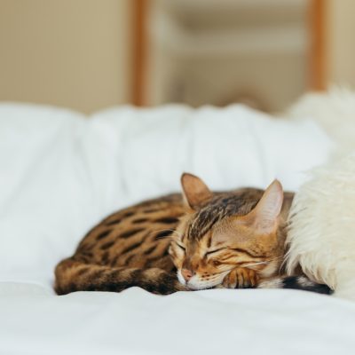 Top Reasons to Adopt an Exotic Cat