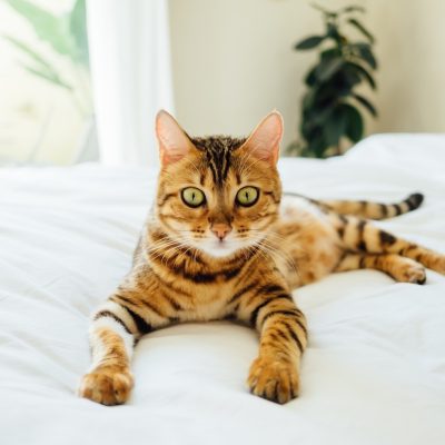 Why Choose Leon Exotic Cats for Your Pet